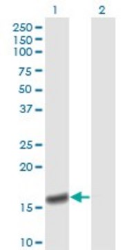 Monoclonal Anti-PPIA antibody produced in mouse clone 1F4-1B5, purified immunoglobulin, buffered aqueous solution