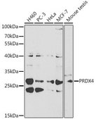 Anti-PRDX4 antibody produced in rabbit