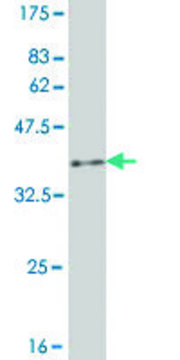 Monoclonal Anti-B3GNT1 antibody produced in mouse clone 1A8, purified immunoglobulin, buffered aqueous solution