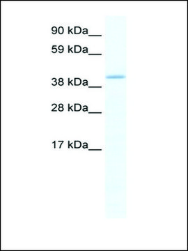 Anti-GATA5 antibody produced in rabbit IgG fraction of antiserum