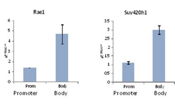 Anti-trimethyl Histone H3 (Lys36) Antibody from rabbit, purified by affinity chromatography