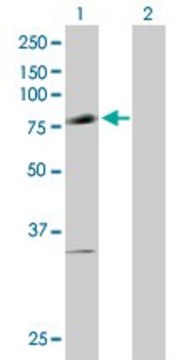 Anti-PIAS1 antibody produced in mouse purified immunoglobulin, buffered aqueous solution