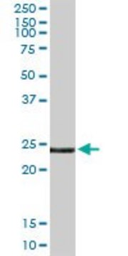 Anti-EDN3 antibody produced in rabbit purified immunoglobulin, buffered aqueous solution