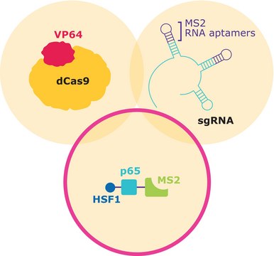 MS2-P65-HSF1-Hygromycin SAM CRISPRa Helper Construct 2 Lentiviral Transduction Particles