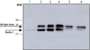 Anti-Derlin-1 antibody, Mouse monoclonal clone Derlin1-1, purified from hybridoma cell culture