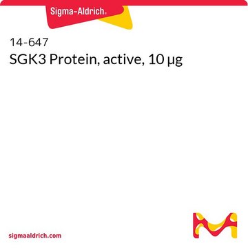 SGK3 Protein, active, 10 µg