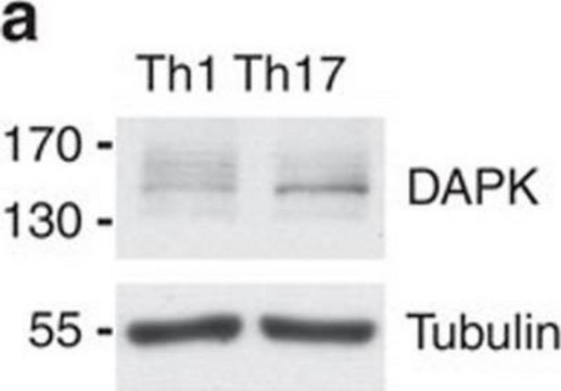 单克隆抗死亡相关蛋白激酶 小鼠抗 clone DAPK-55, ascites fluid