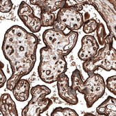 Monoclonal Anti-ITGA5 antibody produced in mouse Prestige Antibodies® Powered by Atlas Antibodies, clone CL6951, purified immunoglobulin, buffered aqueous glycerol solution