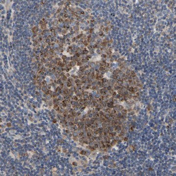 抗-MCL1 兔抗 Prestige Antibodies&#174; Powered by Atlas Antibodies, affinity isolated antibody, buffered aqueous glycerol solution