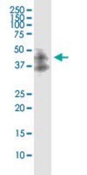 Monoclonal Anti-DAPK2 antibody produced in mouse clone 3D4, purified immunoglobulin, buffered aqueous solution