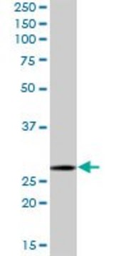 Anti-MRPL28 antibody produced in mouse purified immunoglobulin, buffered aqueous solution