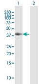 Anti-LRP1 antibody produced in mouse IgG fraction of antiserum, buffered aqueous solution