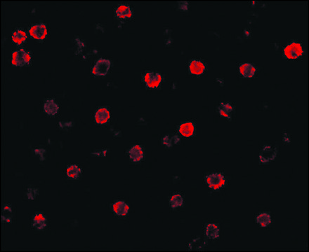 Anti-T-Cadherin antibody produced in rabbit affinity isolated antibody, buffered aqueous solution