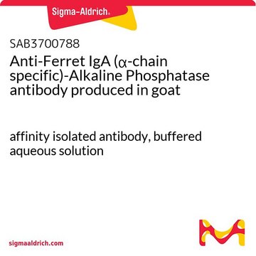 Anti-Ferret IgA (&#945;-chain specific)-Alkaline Phosphatase antibody produced in goat affinity isolated antibody, buffered aqueous solution