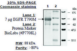 EGFR (T790M) Active human recombinant, expressed in baculovirus infected insect cells, ≥70% (SDS-PAGE)