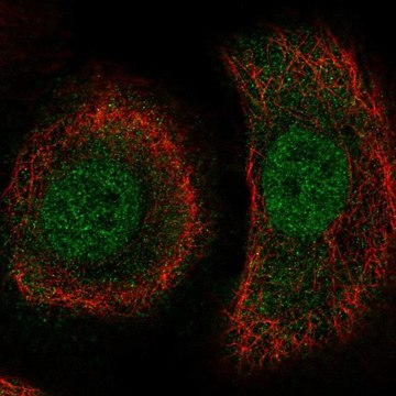 Anti-PLEKHA1 antibody produced in rabbit Prestige Antibodies&#174; Powered by Atlas Antibodies, affinity isolated antibody