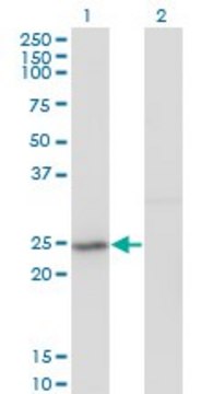 Monoclonal Anti-PFS2, (N-terminal) antibody produced in mouse clone 3H4, purified immunoglobulin, buffered aqueous solution