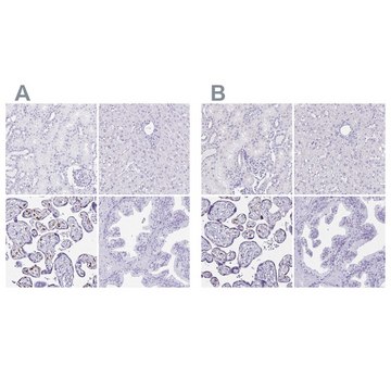 Anti-LIN28B antibody produced in rabbit Prestige Antibodies&#174; Powered by Atlas Antibodies, affinity isolated antibody, buffered aqueous glycerol solution