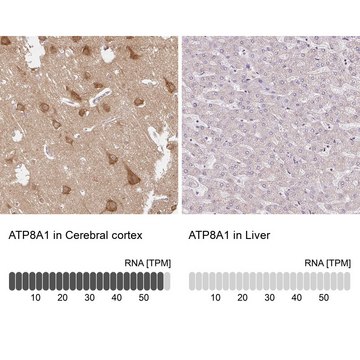 Anti-ATP8A1 antibody produced in rabbit Prestige Antibodies&#174; Powered by Atlas Antibodies, affinity isolated antibody, buffered aqueous glycerol solution