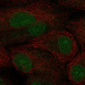 Anti-Tcf21 Antibody Produced In Rabbit Prestige Antibodies&#174; Powered by Atlas Antibodies, affinity isolated antibody, buffered aqueous glycerol solution