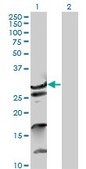 Anti-ZNF397 antibody produced in mouse purified immunoglobulin, buffered aqueous solution
