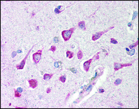 Anti-CTRP4 antibody produced in rabbit affinity isolated antibody, buffered aqueous solution