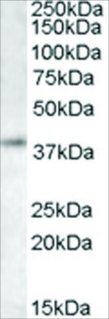 Anti-RNF2/DING antibody produced in goat affinity isolated antibody, buffered aqueous solution