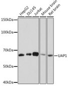 Anti-UAP1 Antibody, clone 5S7M2, Rabbit Monoclonal