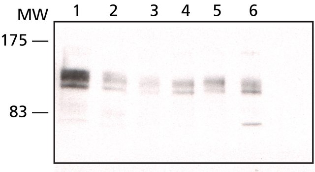 Anti-eIF4ENIF1 兔抗 affinity isolated antibody, buffered aqueous solution