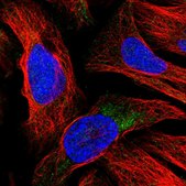 Anti-ATRNL1 antibody produced in rabbit Prestige Antibodies® Powered by Atlas Antibodies, affinity isolated antibody, buffered aqueous glycerol solution