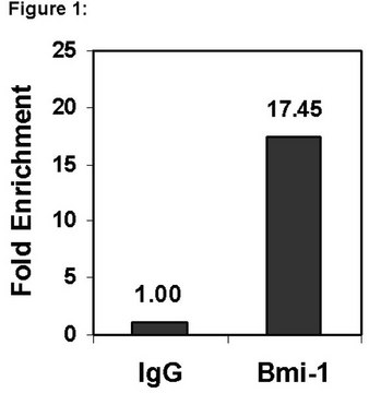 Magna ChIP&#174; 蛋白G磁珠 Recombinant Protein G covalently bound to magnetic beads for use in chromatin immunoprecipitations (ChIP assays). These protein G beads provide users a more rapid, reproducible &amp; efficient reagent for collecting immunocomplexes vs. agarose beads.