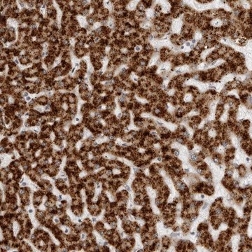 Anti-ACP6 antibody produced in rabbit Prestige Antibodies&#174; Powered by Atlas Antibodies, affinity isolated antibody, buffered aqueous glycerol solution