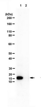 抗-肠杆菌噬菌体 MS2 外壳蛋白 from rabbit, purified by affinity chromatography