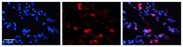 Anti-TKT antibody produced in rabbit affinity isolated antibody