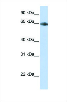 Anti-SLC6A2 antibody produced in rabbit affinity isolated antibody, lyophilized powder