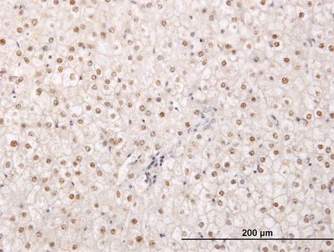 Monoclonal Anti-TPRX1 antibody produced in mouse clone 2B4, purified immunoglobulin, buffered aqueous solution