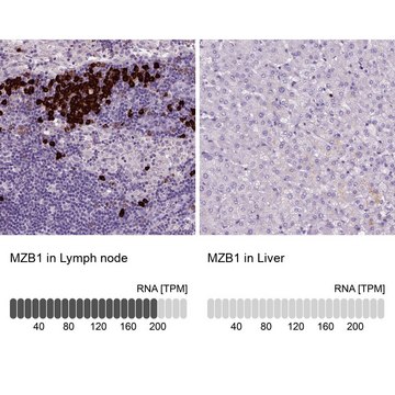 抗-MZB1 兔抗 Prestige Antibodies&#174; Powered by Atlas Antibodies, affinity isolated antibody