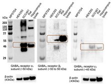 HEK293 GABAA Receptor α1β2γ2 (long form) Cell Line