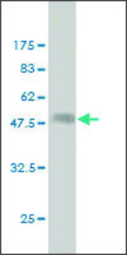 Monoclonal Anti-HLA-DPB1 antibody produced in mouse clone 2D3, ascites fluid