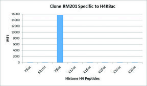 Anti-Acetyl-Histone H4 (Lys8) antibody, Rabbit monoclonal recombinant, expressed in HEK 293 cells, clone RM201, purified immunoglobulin