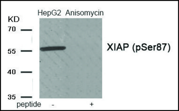 Anti-phospho-XIAP (pSer87) antibody produced in rabbit affinity isolated antibody