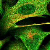 Anti-KANSL2 antibody produced in rabbit Prestige Antibodies® Powered by Atlas Antibodies, affinity isolated antibody, buffered aqueous glycerol solution