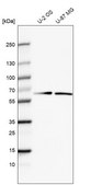 Anti-GDPD5 antibody produced in rabbit Prestige Antibodies® Powered by Atlas Antibodies, affinity isolated antibody, buffered aqueous glycerol solution
