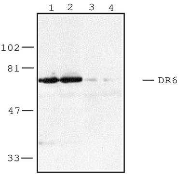 Anti-DR6 antibody produced in rabbit IgG fraction of antiserum, buffered aqueous solution