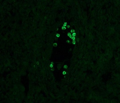 Anti-Human IgG4&#8722;FITC antibody, Mouse monoclonal clone HP-6025, purified from hybridoma cell culture