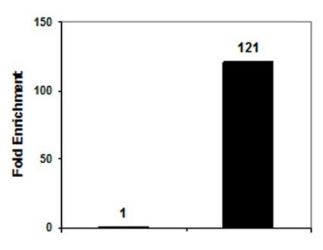 Anti-phospho-Histone H3 (Ser10) Antibody, clone CMA312, Trial Size clone CMA312, Upstate&#174;, from mouse