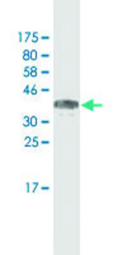 Monoclonal Anti-MACF1, (N-terminal) antibody produced in mouse clone 1G9, purified immunoglobulin, buffered aqueous solution