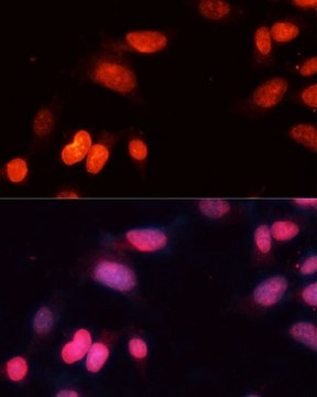 Anti-SIRT1 antibody produced in rabbit