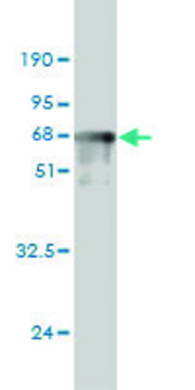 Monoclonal Anti-PRKAB1 antibody produced in mouse clone 3H12-1A10, purified immunoglobulin, buffered aqueous solution