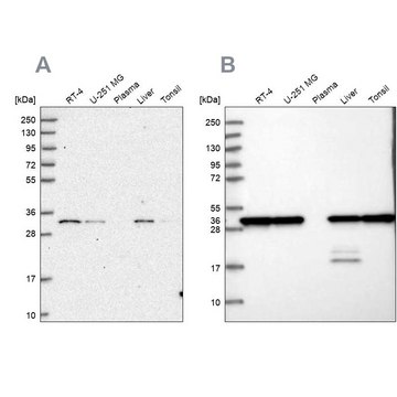 Anti-PSMA1 antibody produced in rabbit Prestige Antibodies&#174; Powered by Atlas Antibodies, affinity isolated antibody, buffered aqueous glycerol solution